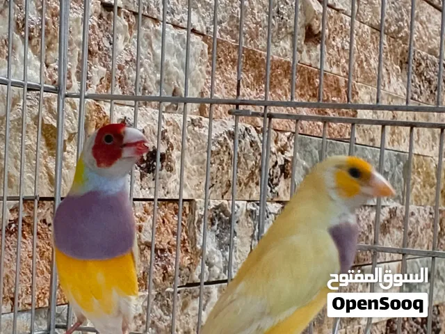 متاح كولدن فنش ليموني اقره لوصف قبل ماتراسل مهم