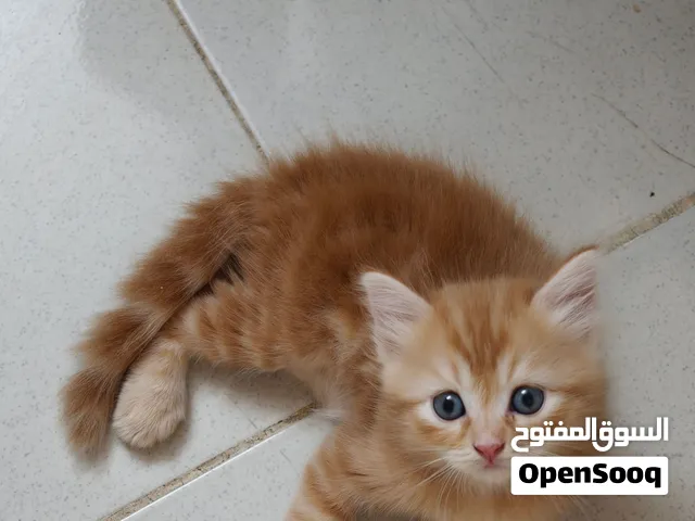 قط شيرازي دول فيس مشمشي (كيتن)