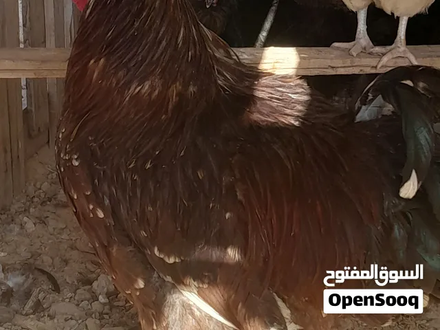 دجاج للبيع