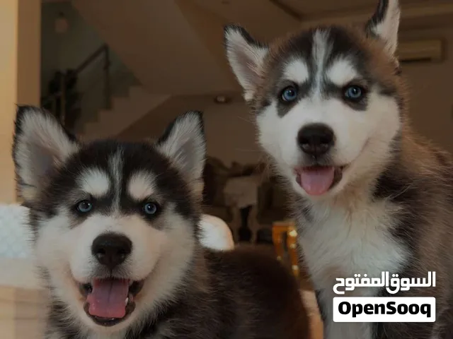 One husky dog for sale ( can buy two if you would like)  for 4500sr blue eyed puppy