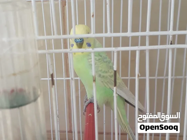 ذكر رينبو للبيع