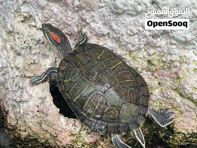 مطلوب سلاحف مائية كبيرة