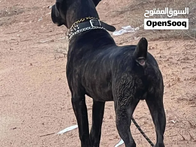 جرو كاين كورسو مستعجل تفرج عللفيديو وكلمني واتس نبعتلك فيديواته