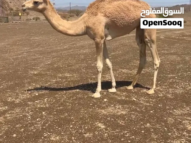 للبيع بكره حجه سلاله و شكل الى يبا انتاج جعود حج