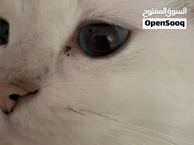تزاوج ذكرسكوتش تربل فولد ي ريت احد يكلمني لأنه ازعجني يبي تزاوج