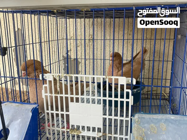 حمام كينق او مدينه للبيع مع المحكر لثلاث أزواج او الكينق مع زوجين لاهوري او شيرازي للجادين فقط