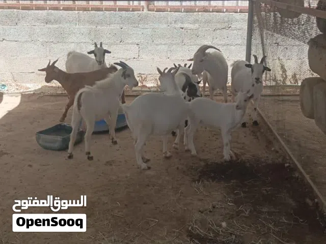 ماعز للبيع