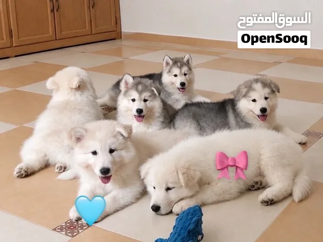 جراوي مالموت