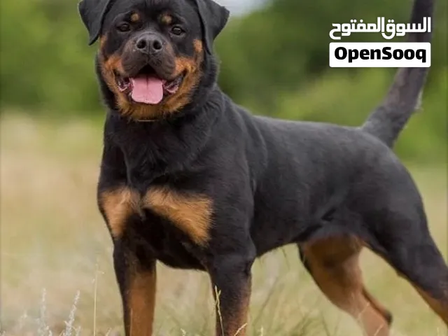 مطلوب ذكر روت لتلقيح