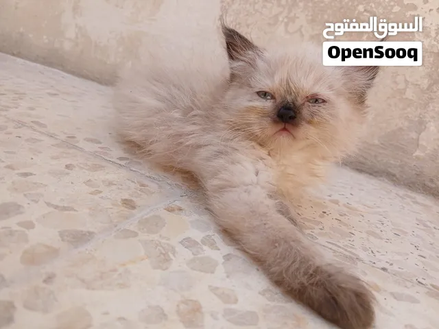 قطه صغيره لبيع