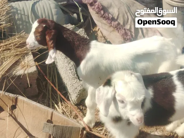 صخلہ باکستانی وصخل راحبی للبئع