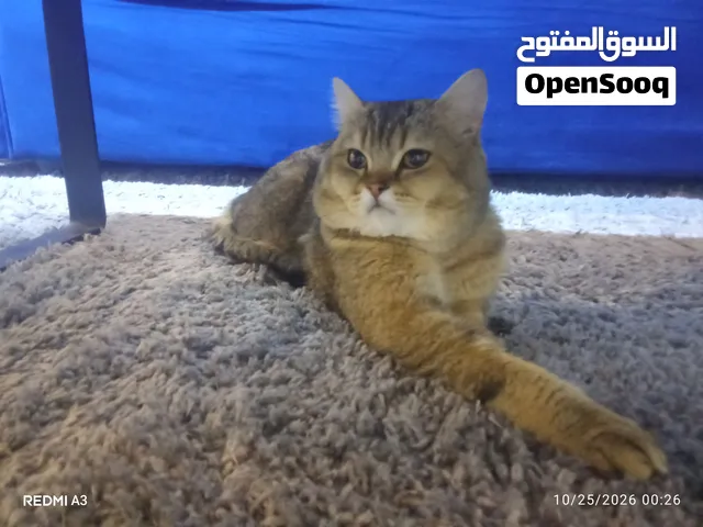 قط للبيع نوعه سوكتش فولد مع اغراضه