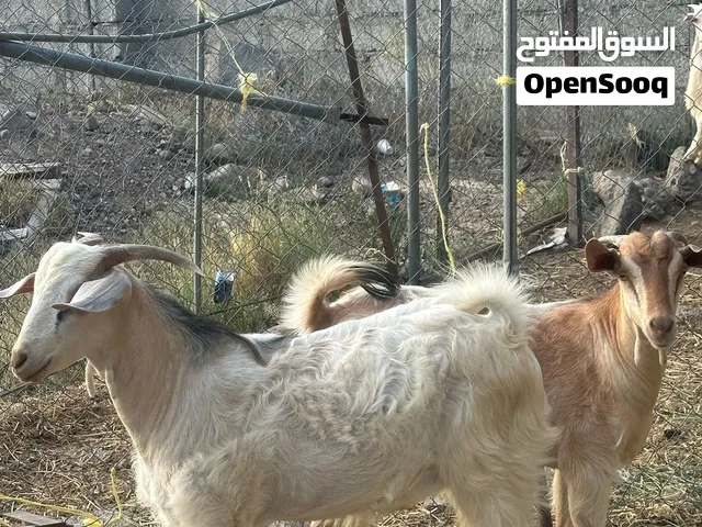 للبيع جدايه 2 حوالي  سنه فووول سمنه