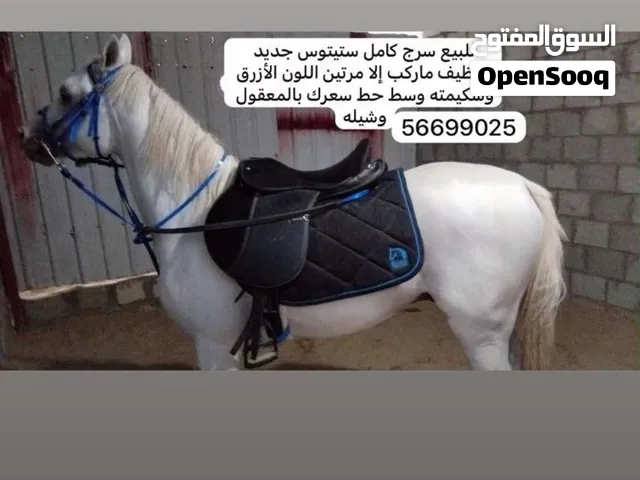 للبيع سرج مع كامل اغراضه