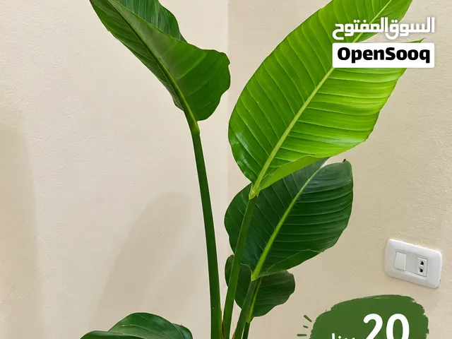 نبات الموز