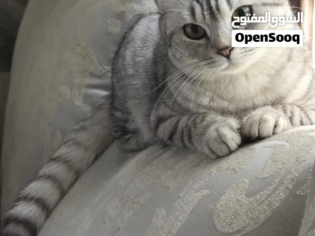 قطة انثى طالبة تزاوج النوع سكوتش فولد مجاناً