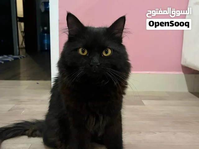قط شيرازي بلون  أسود لامع وعينان صفراء