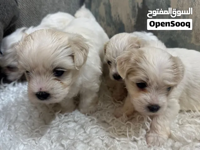 جراء مالتيبو