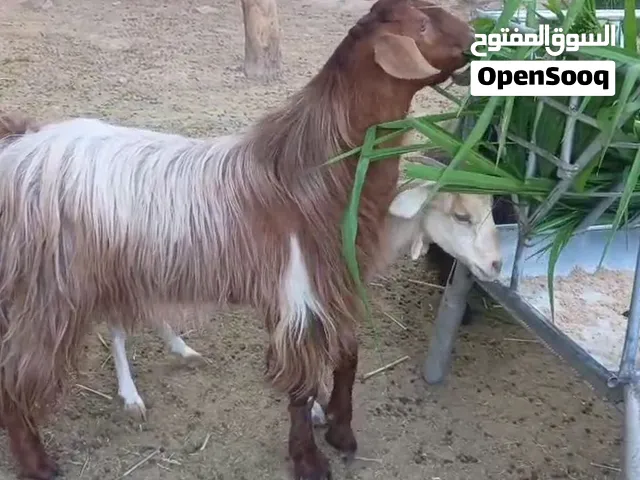 حلال  عماني بالجمله إلي له رغبه