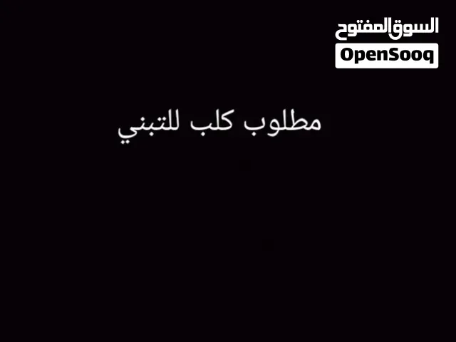 مطلوب كلب لتبني