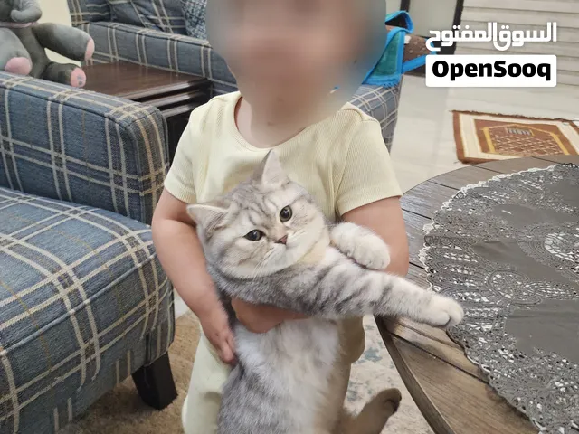جوز من القطط سكوتش ستريت