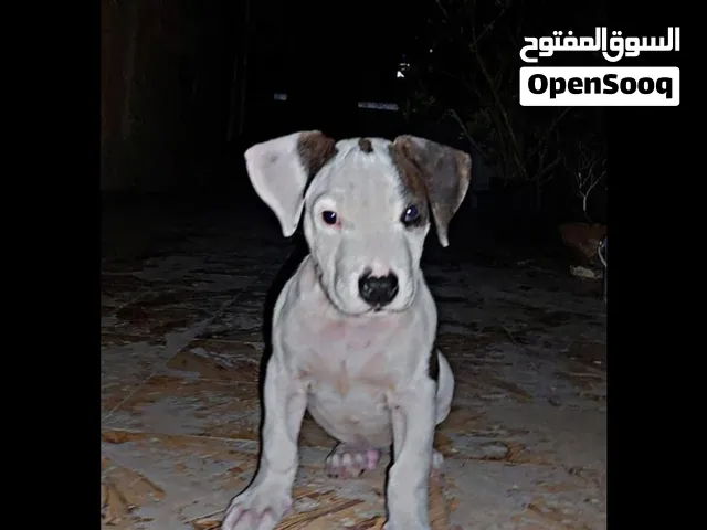 كلاب للبيع