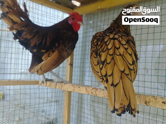 إسباني سبرايت دموي خط اول ملقحات شرط الصحة ديج ودجاجه