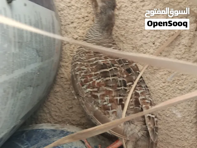 صفارده للبيع شوف الوصف