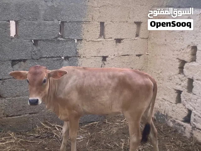 عجله للبيع عمانيه