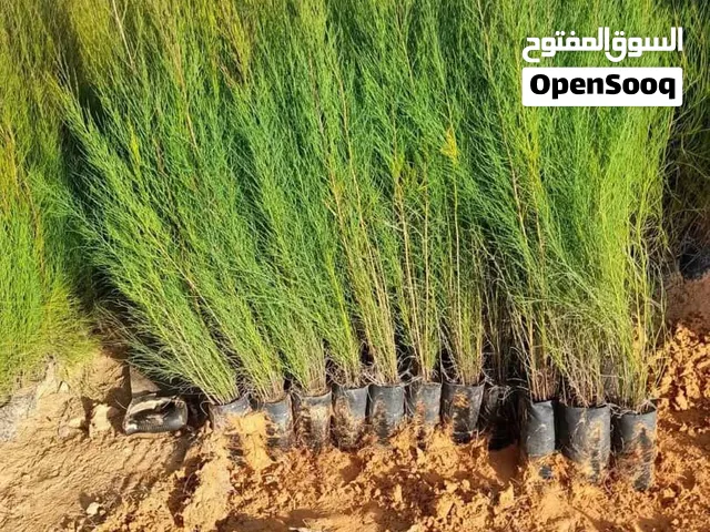 متوفر لدينا مصدات رياح.. كازولينا.صنوبر... الرقم المفتوح ف الوصف