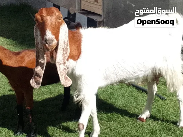 عنز هجين لاقوة إلا بالله والده عناق