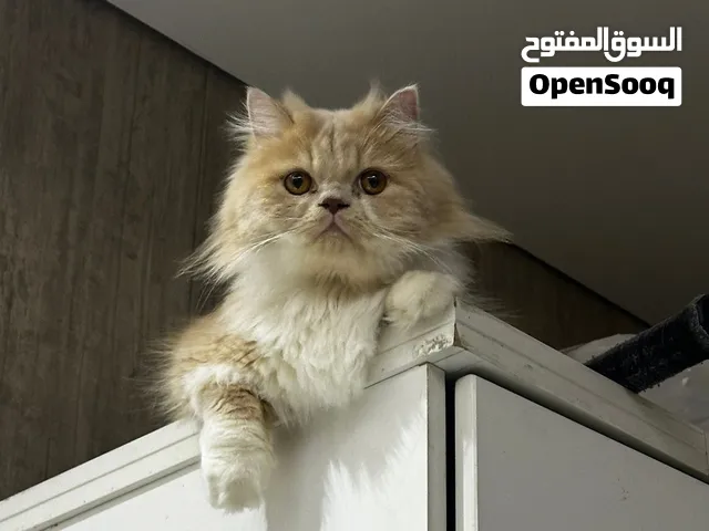Pure Persian cat