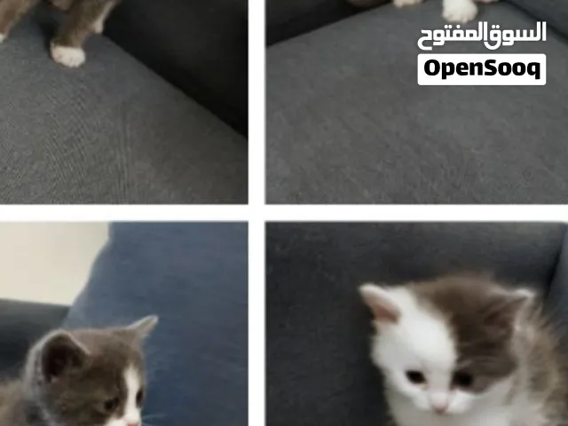 للبيع 2 قطط صغيرة (كيتيات) ما شاء الله إناث بعمر