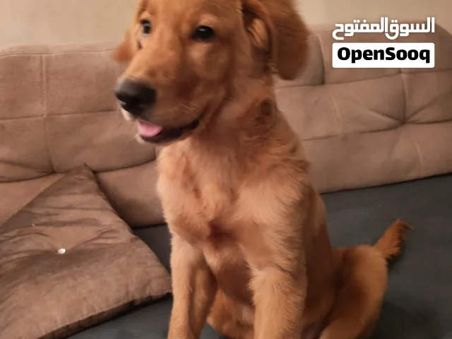 كلب جولدن عمره 3شهور محب للأطفال جدا شقي وبيحب اللعب  مطيع نضيف جدا واخد تطيعماته