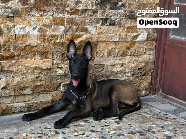 كلب مالينو