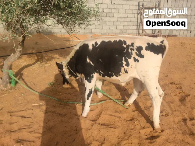 عجل للبيع الله يبارك