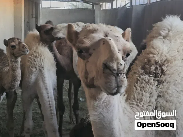 6 قعدان اعمار من 5 شهور ل7 شهور