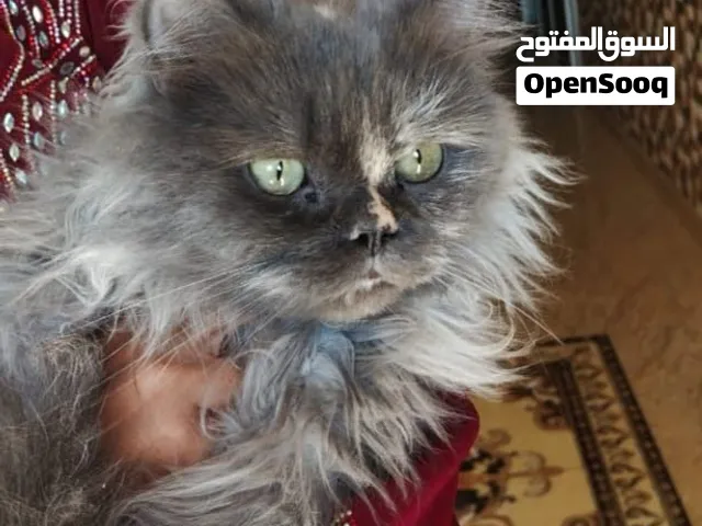 قطة شيرازية