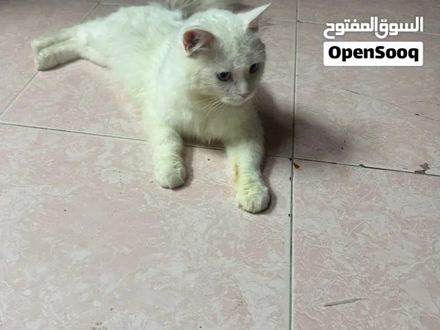 الذكر شيرازي مطلوب فيه 20ريال