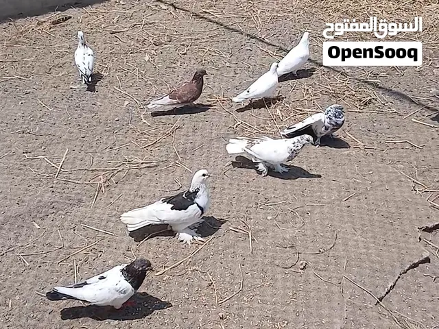 حمام للبيع مخلوط