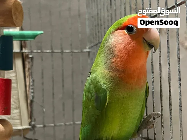 كوبيه روز بركديلو ربي يبارك