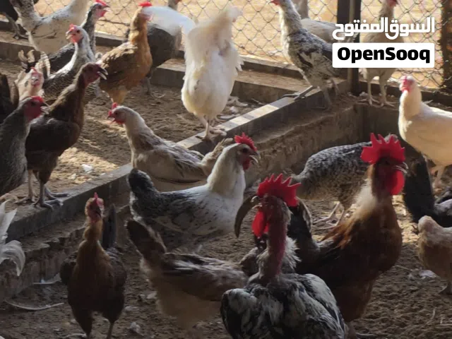 دجاج بلدي للبيع بسعر الجمله