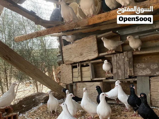 فرنساوي لاحم سعر كوبيه 80 دينار 34 طرف