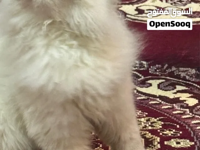 قطة هيمالايا للتبني، أقرأ الوصف