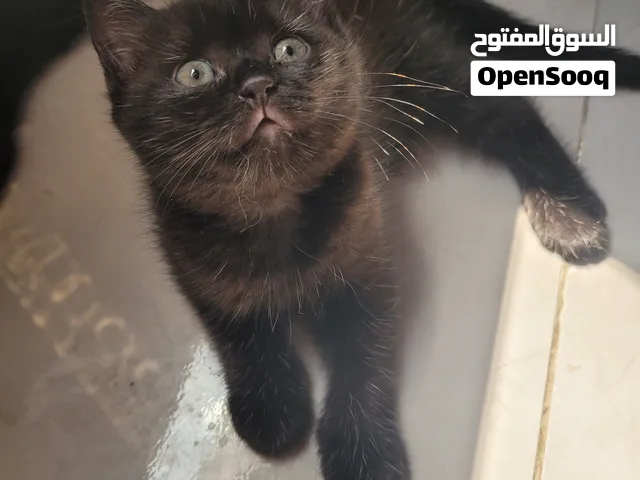 كيتن سكوتش ستريت عمر شهرين