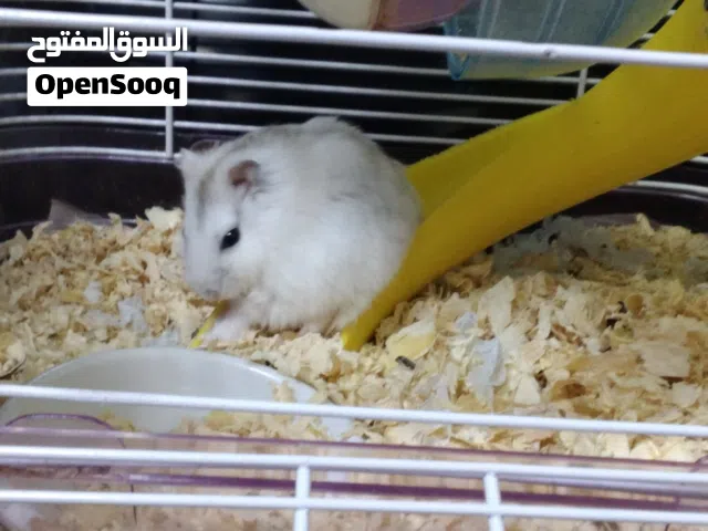 هامستر النوع هامستر الروسي