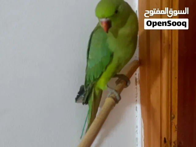درة هندي مع قفص