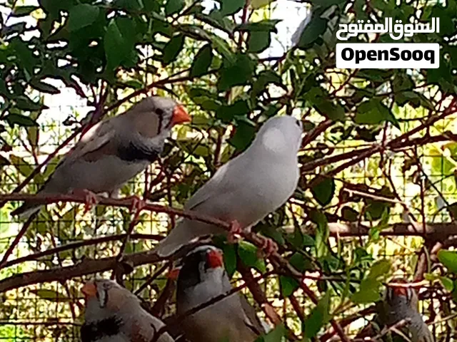 فنجز جامبو للبيع 20 زوج منتج حجم كبير المكان ديوانية