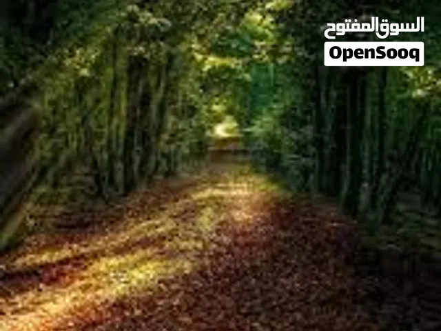 مطلوب محل للايجار بتنومة او الصالحية