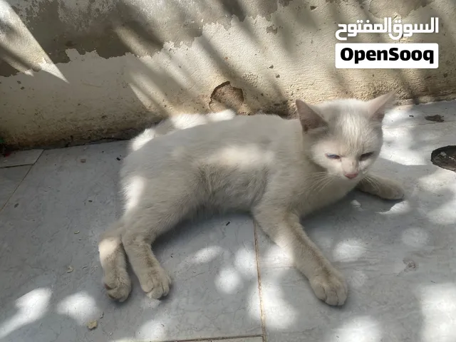 قطة بلون عين العسلي والأزرق